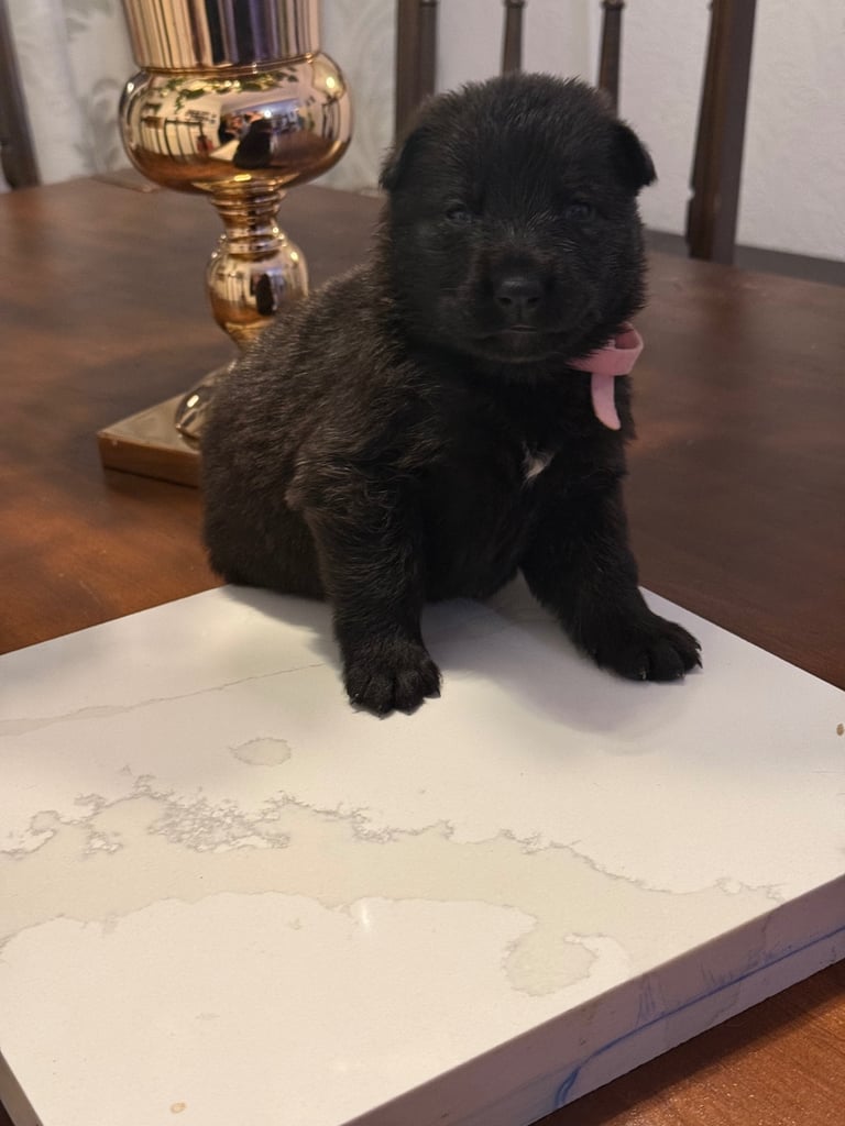 Lovely puppies shepherds for your family  