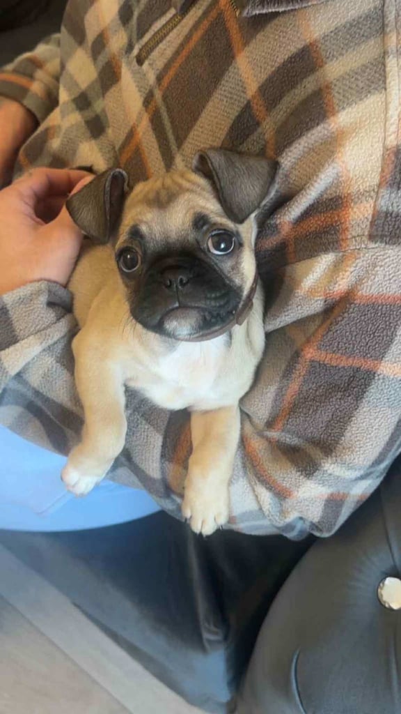 Female puppy 