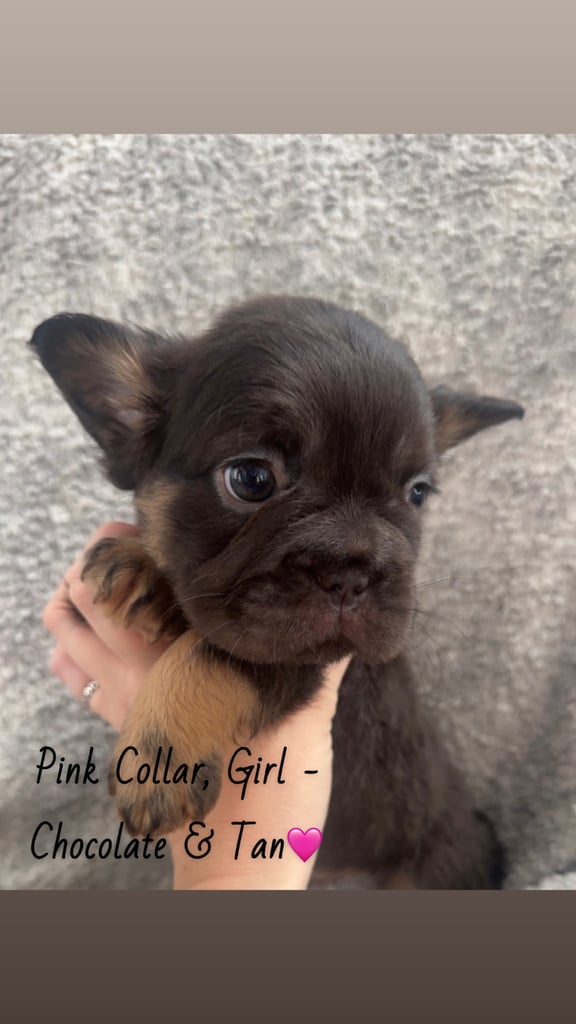 Visual Fluffy French Bulldog