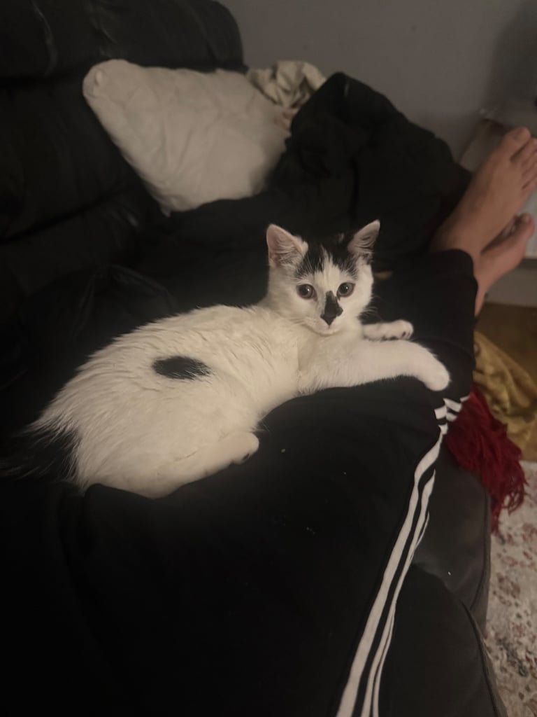 A beautiful, lovely and friendly kitten nearly 36 weeks old