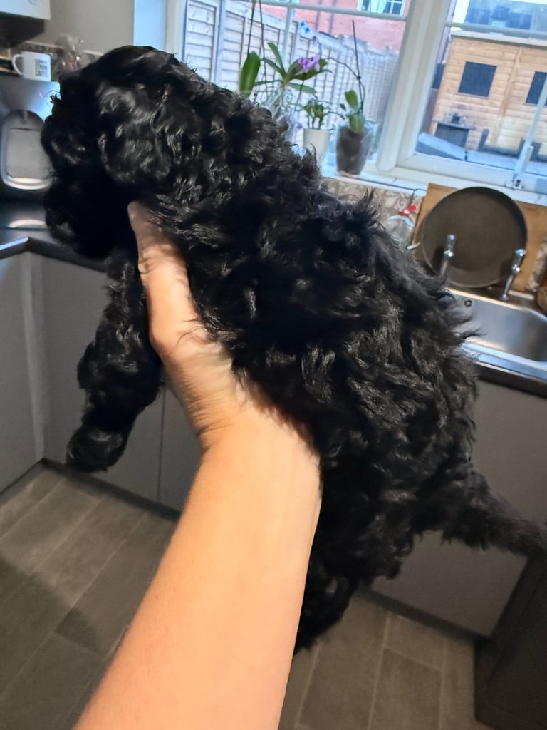 Poochon Toy poodle cross 