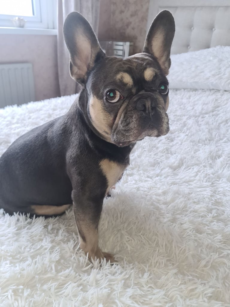 Male French Bulldog