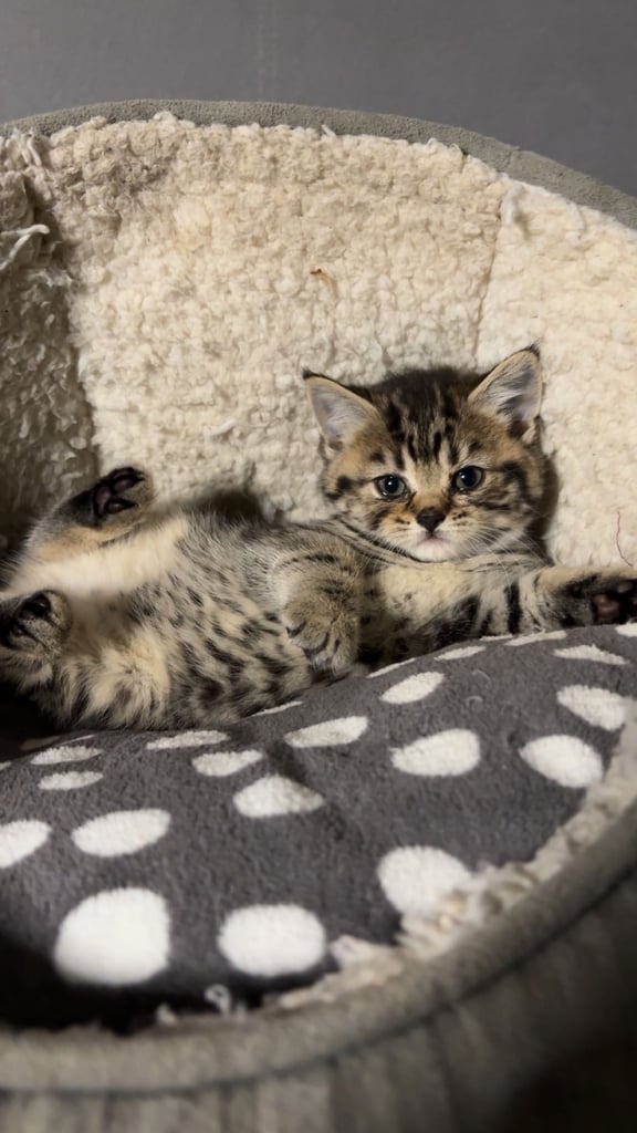 ✨ Gorgeous 8-Week-Old Bengal x British Shorthair Kitten – Ready for Her Forever Home! ✨
