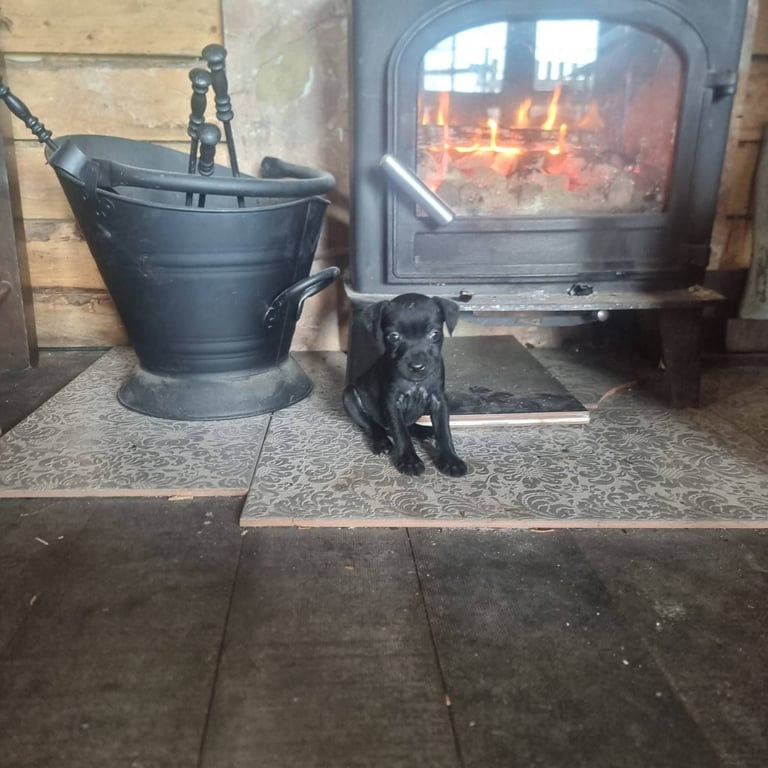 Full Patterdale terrier puppies available now