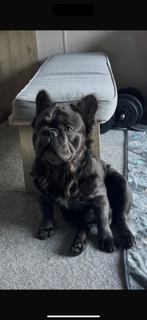 Fluffy Frenchie