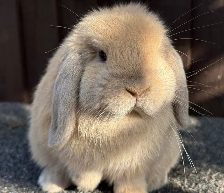 Lilac torte mini lop doe 