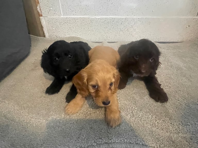 F1 cockapoos for sale