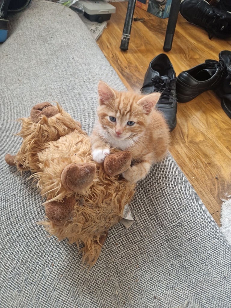 Siberian cross kittens