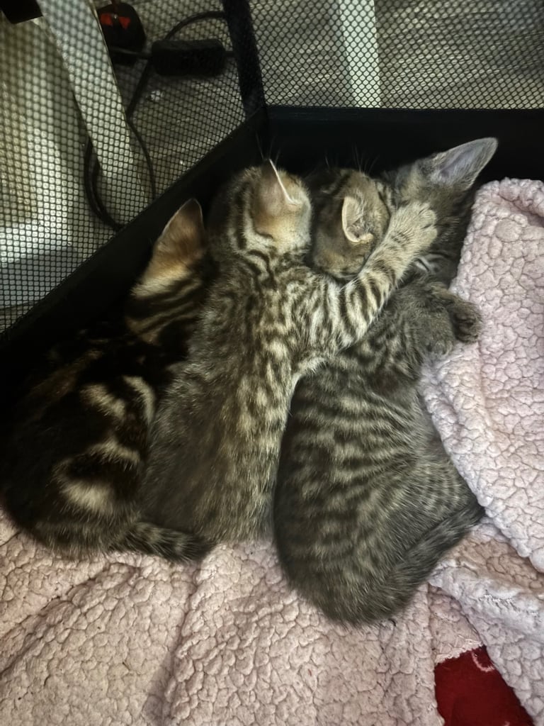 3 gorgeous kittens looking for a loving home. 