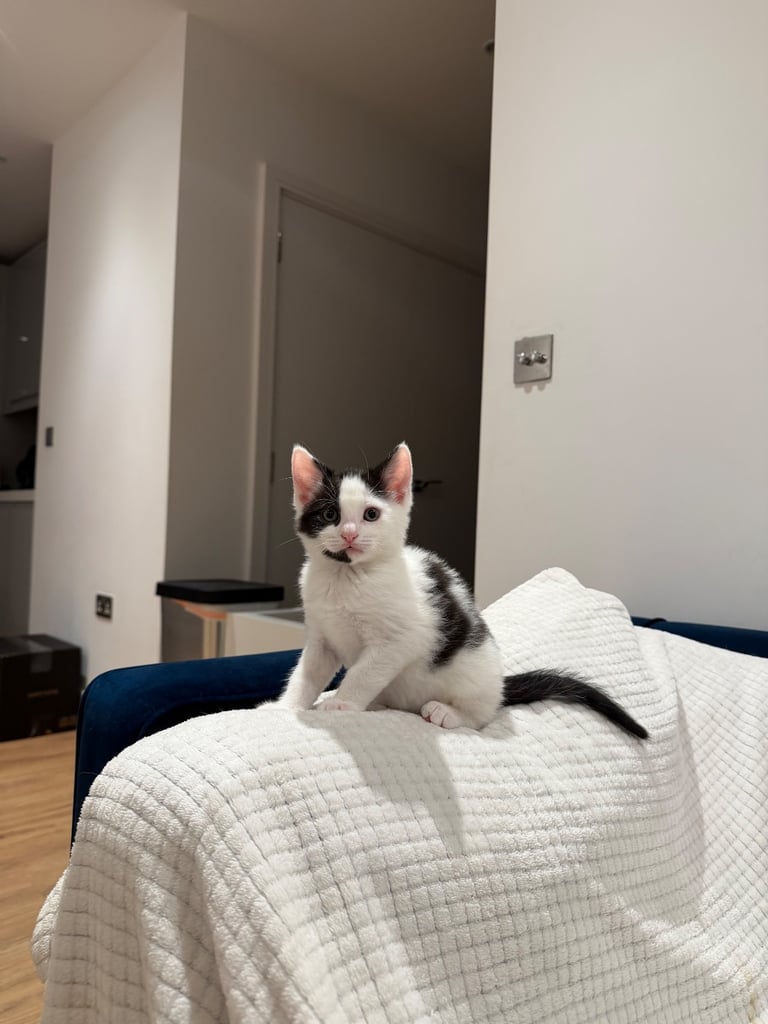 ADORABLE friendly male kitten 