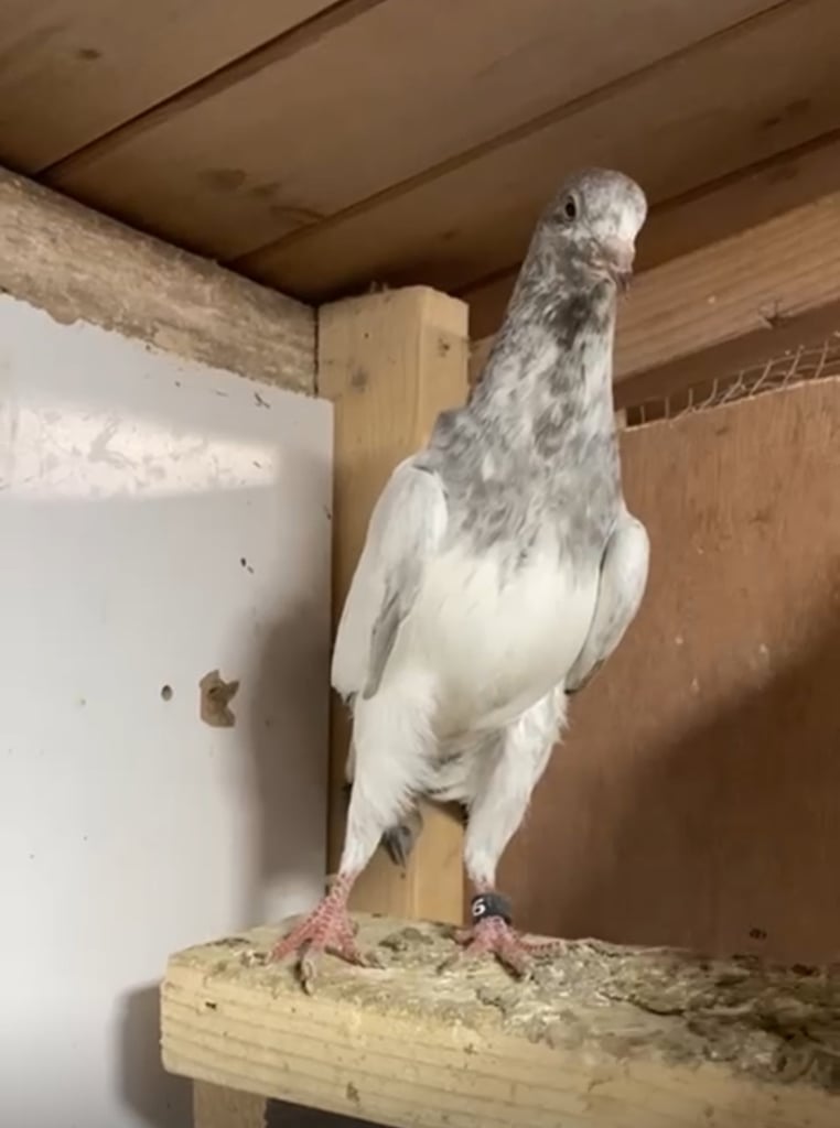 Pakistani Hi- flying  pigeons 