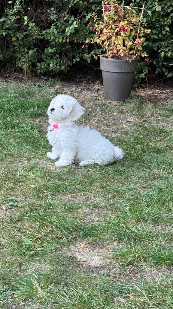 Maltese puppy