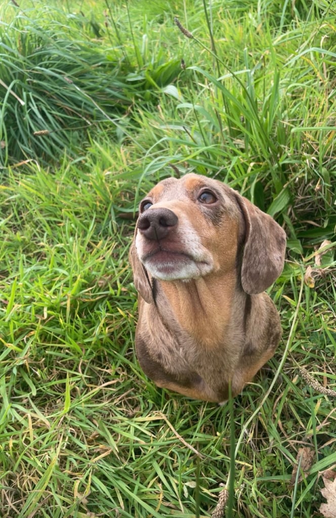Miniature dachshunds x2