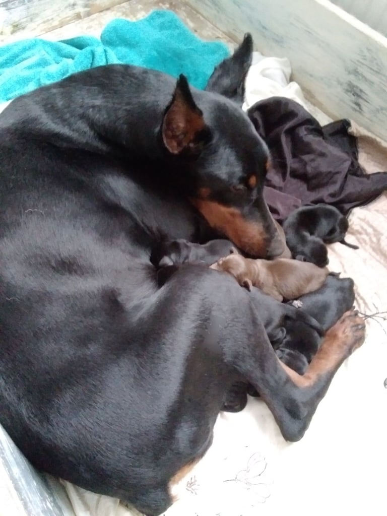 image for !!!DELIVERY AVAILABLE!!! Top winning European bloodlines PRIDE OF RUSSIA, SIDOR doberman puppies 
