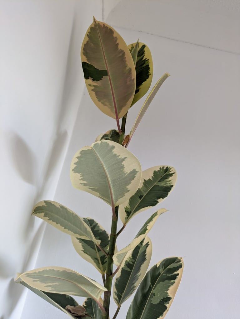 Tall Rubber Plant including pot, indoor plants, easy care 