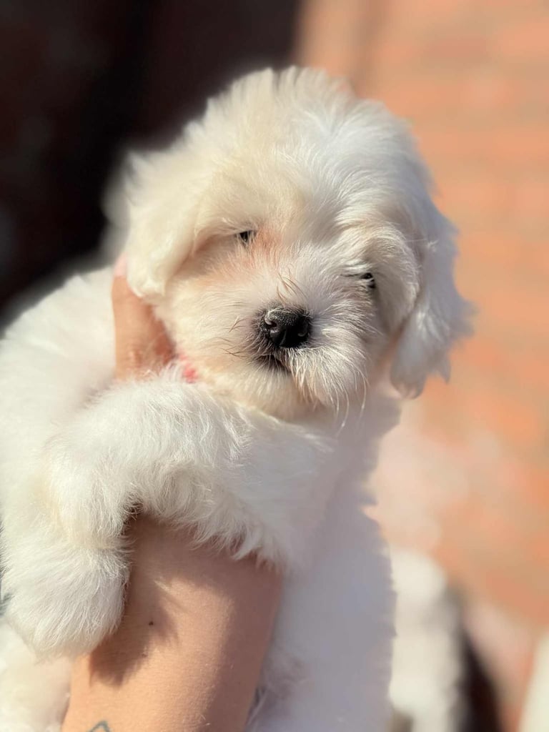 Bichon Maltese/puppies/dog/puppy