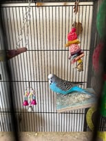 2 budgies (pair) with cage, toys and food 1 parakeet with food, toys and cage