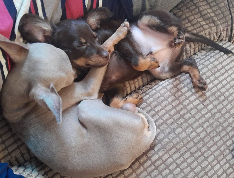 Purebred Russian Toy Terrier puppy long-haired