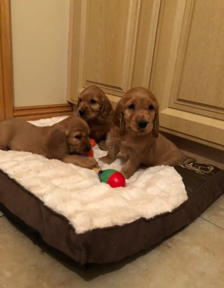 STUNNING GOLDEN COCKER SPANIELS 