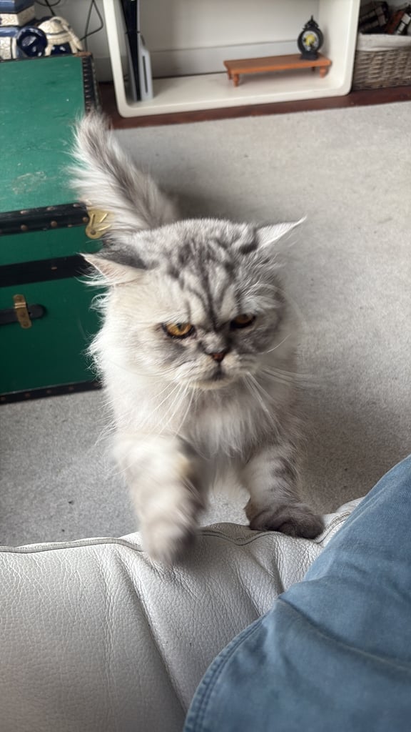 Chinchilla Persian