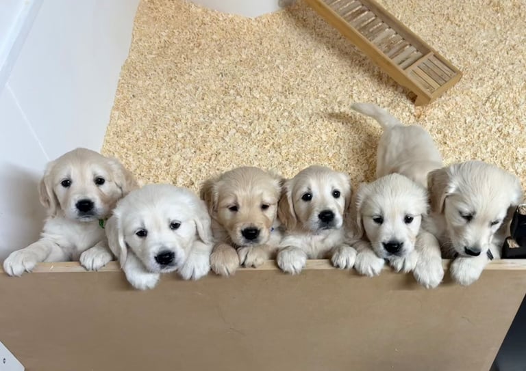 Golden Retriever puppies for sale 
