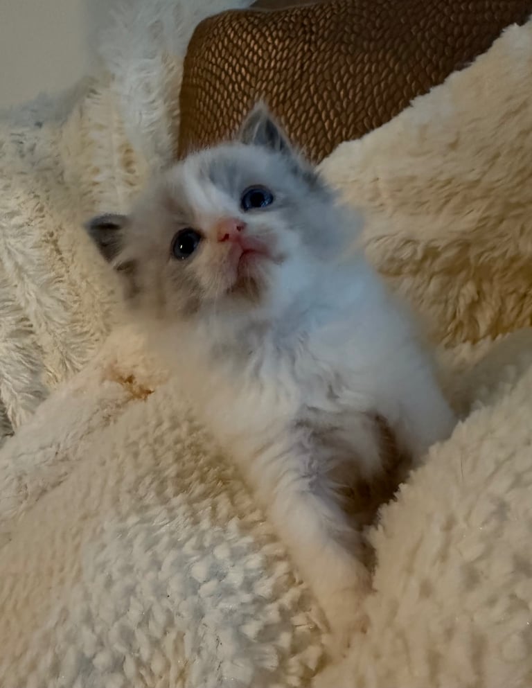 Gccf Ragdolls 🥇M&F 💙🩷 7wk 5 wk & 20wk kittens 