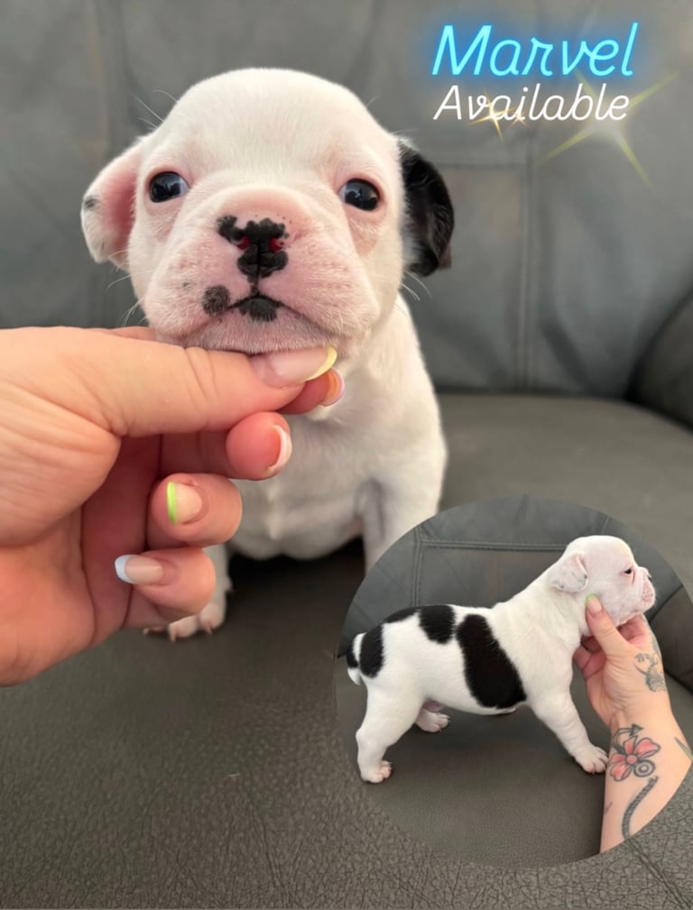 LAST ONE Beautiful pied French bulldog puppies