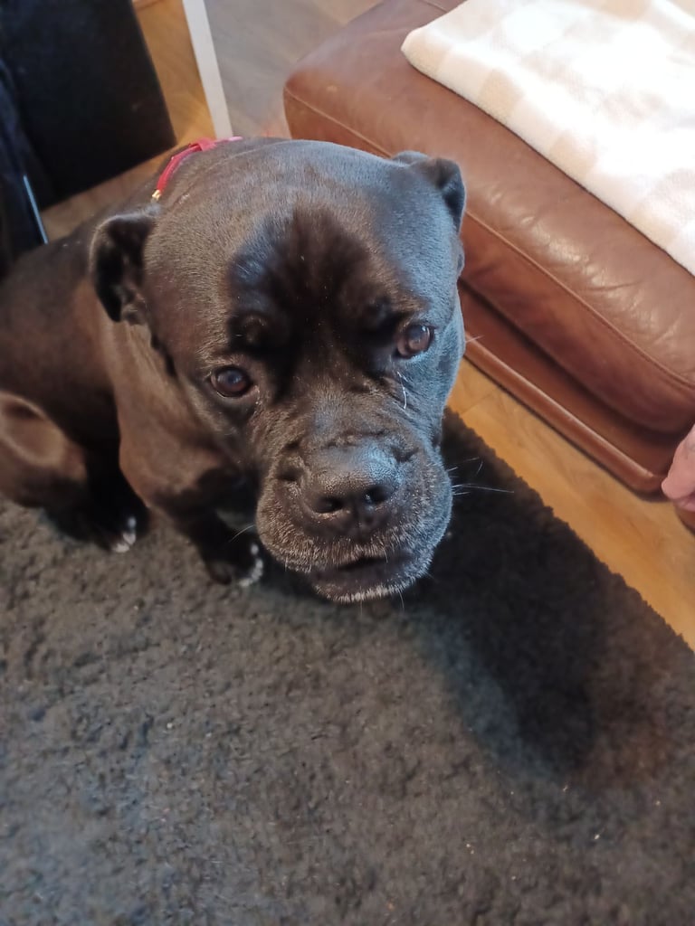 Cane Corso