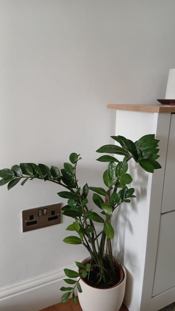 Indoor Plant for quick sale