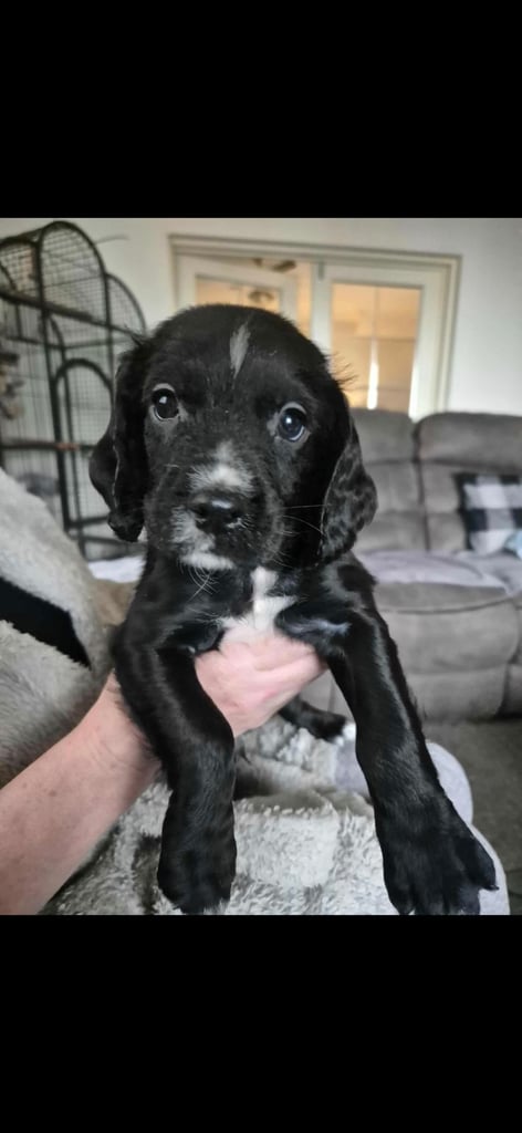 Sprocker puppies for sale
