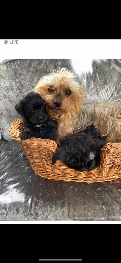 image for Yorky, Poo puppies
