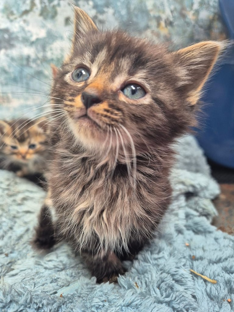 4 male black tabby kittens