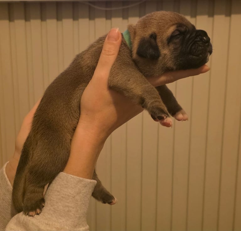 Adorable Mastiff Bordeaux's 