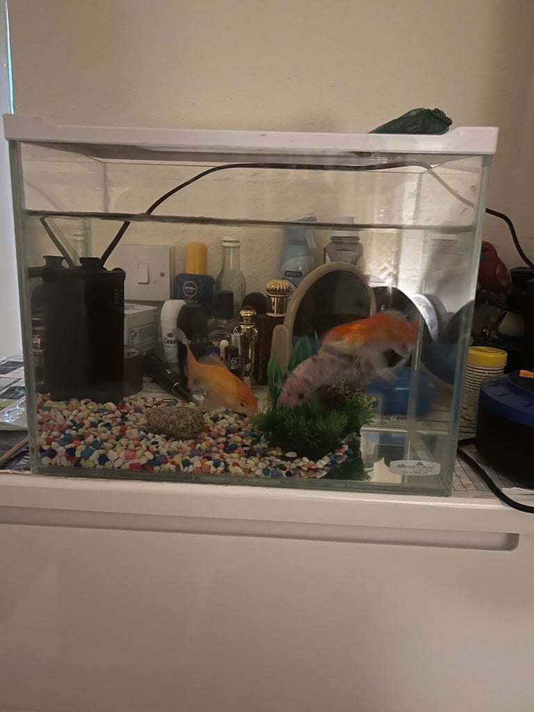 Gold fish