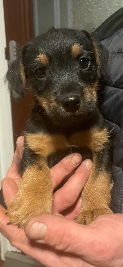 Lakeland terrier dog pup