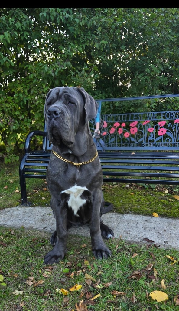 image for Neopolitan Mastiff puppy