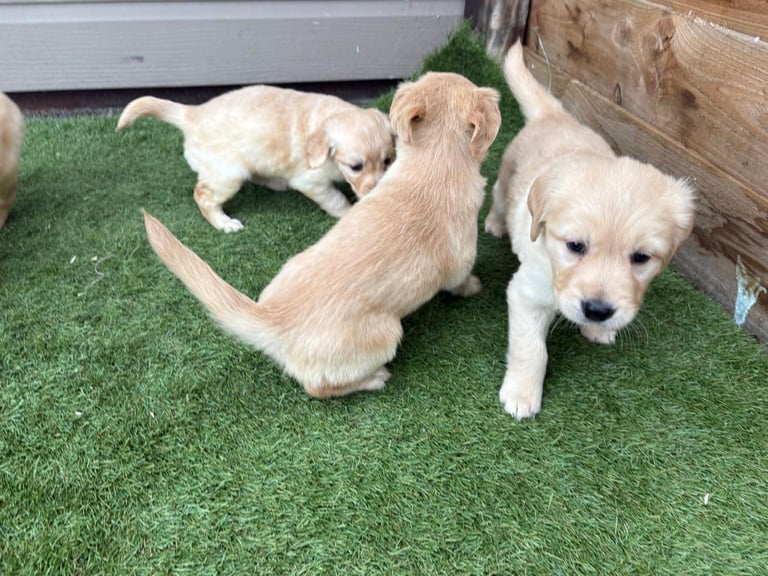 Golden Retriever puppies
