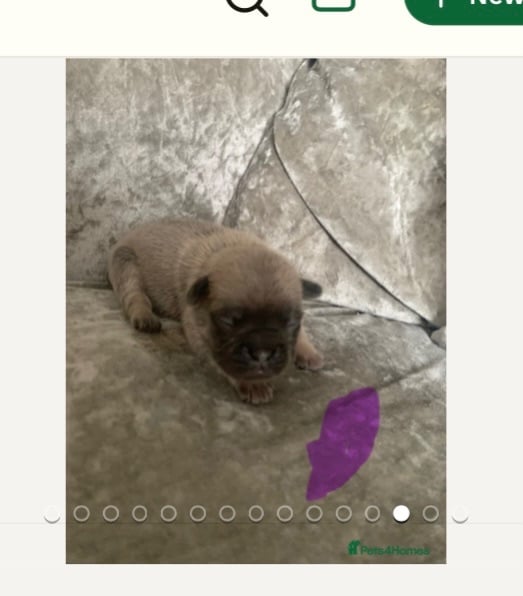 Beautiful frug puppies for sale