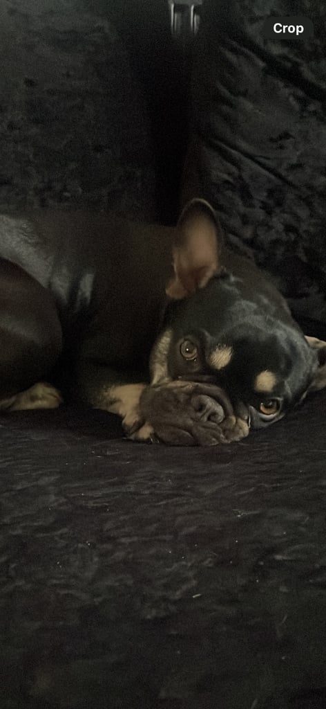 Female French bulldog 