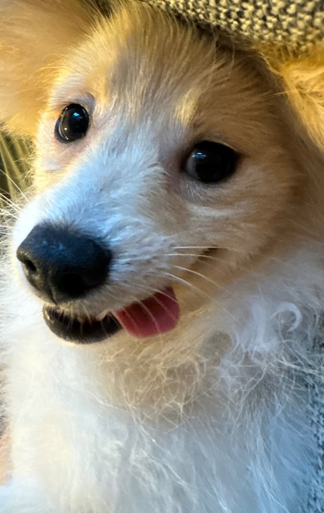 Male Pomeranian for sale 