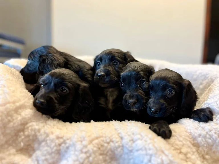 Cocker spaniel puppies 