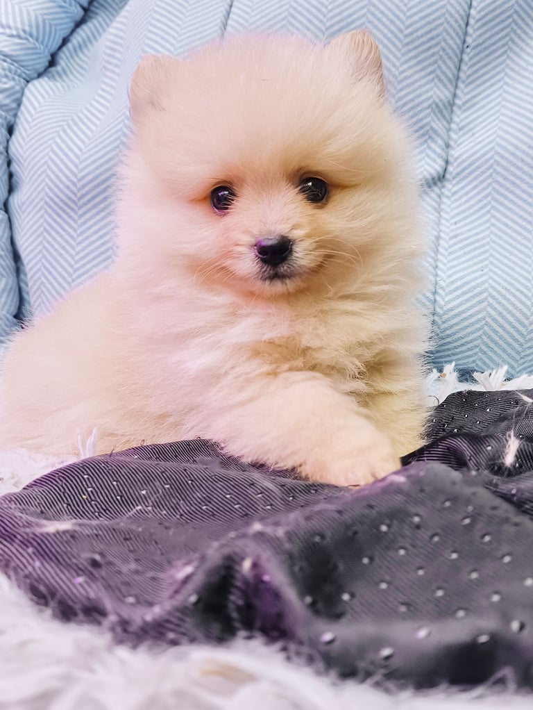 Pomeranian Dogs Puppies for Sale Gumtree