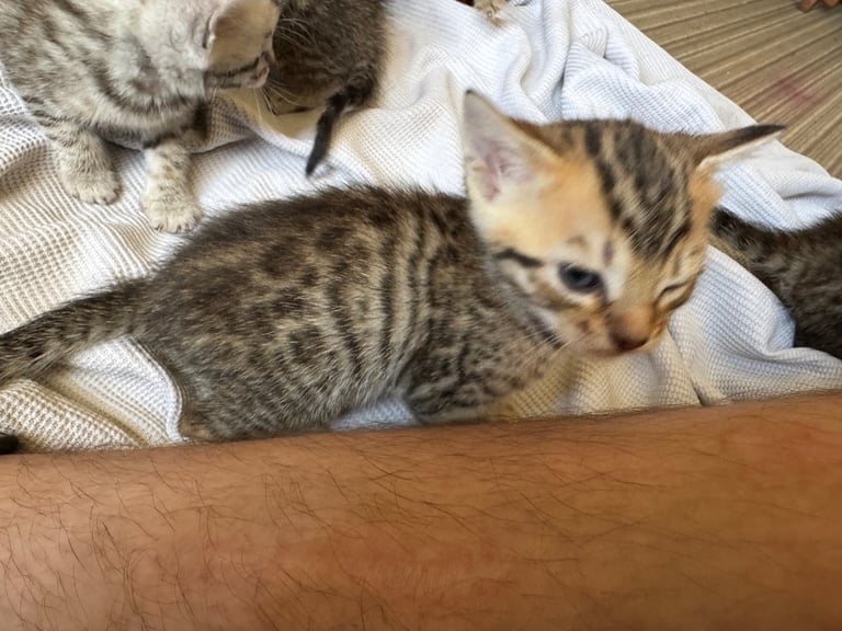 Bengal kittens 