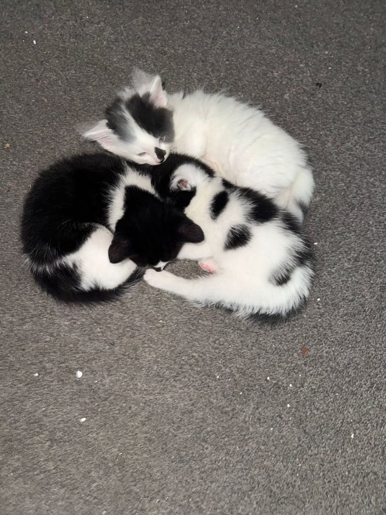 Pets for sale £50