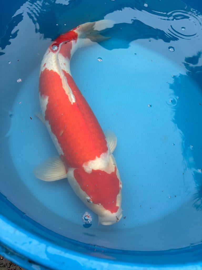koi carp / fish 