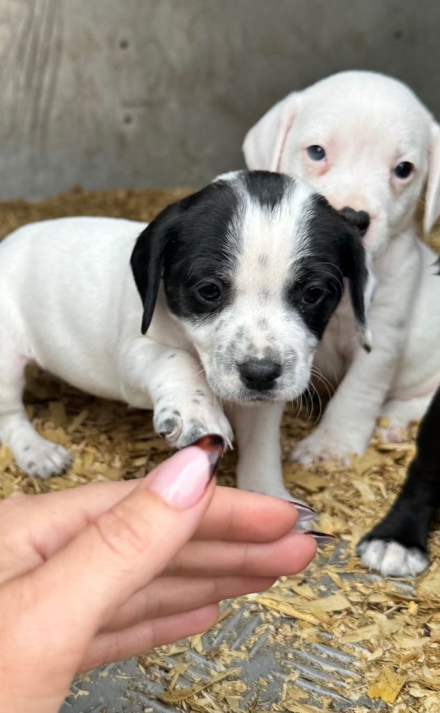 Adorable Cocker Jack Puppies