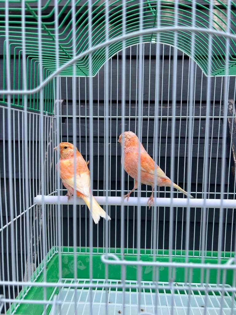 New colour canaries 