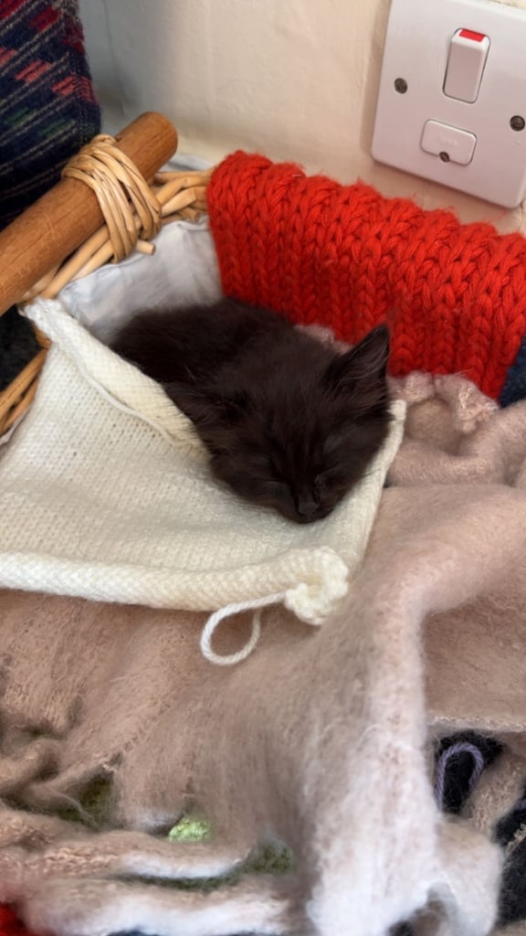 Ragdoll Cats Kittens for Sale in Somerset Gumtree