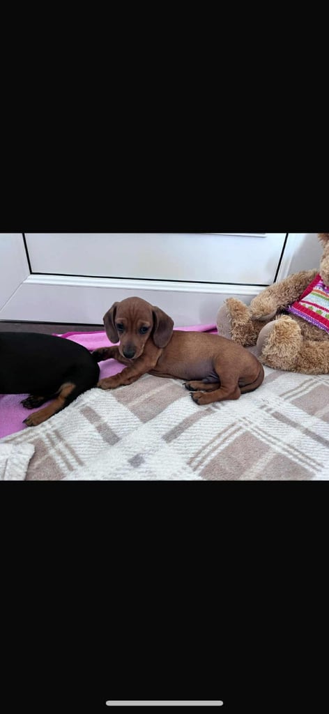 Miniature dachshund puppy