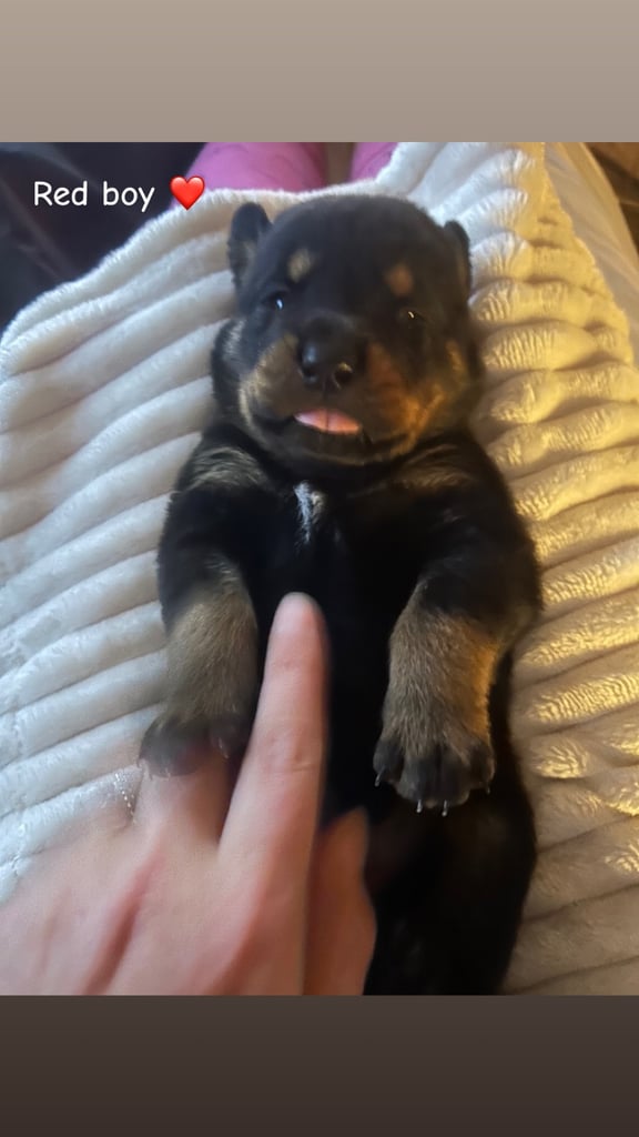 Beautiful Rottweiler pups